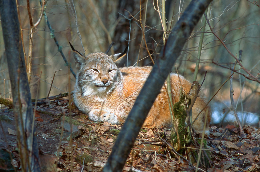 Ilves. Elistvere loomapark