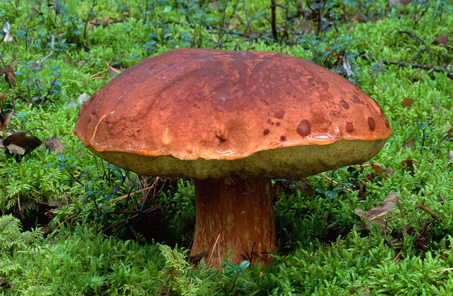 Männi-kivipuravik