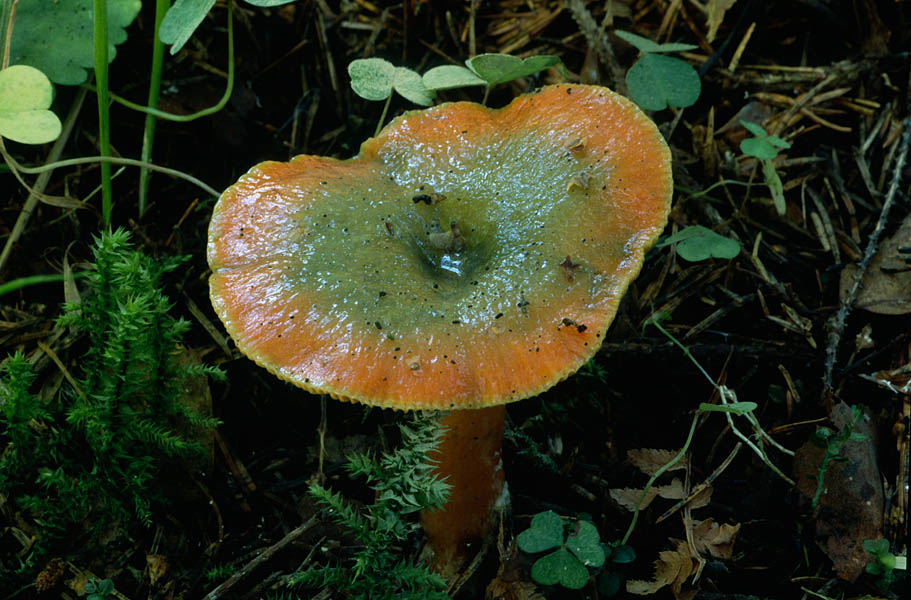 Kuuseriisikas