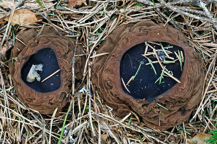 Limatünnikud. Väike Taevaskoda