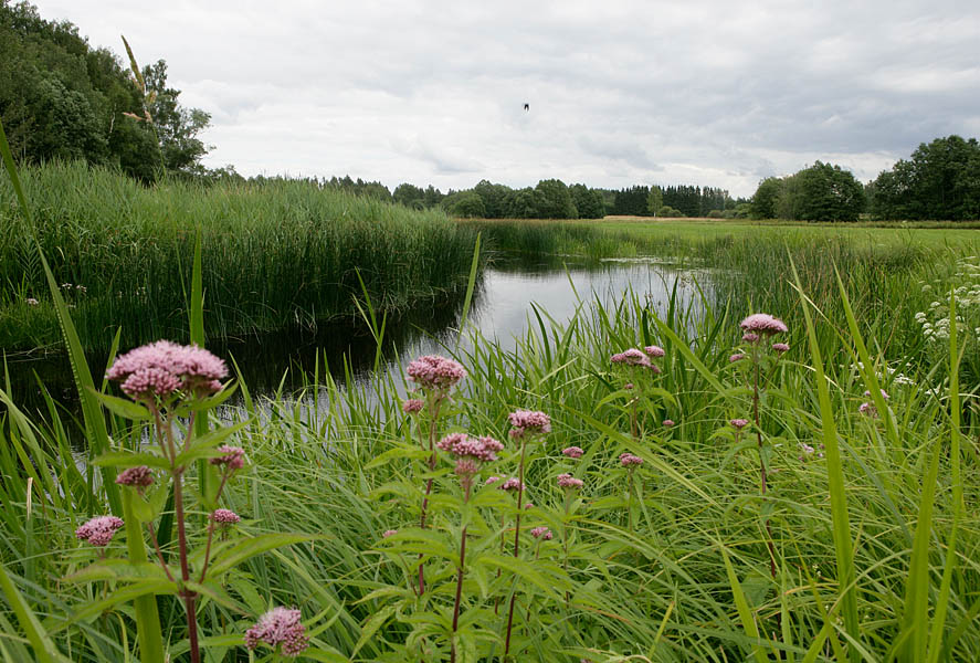 Navesti jõgi. Lepakose