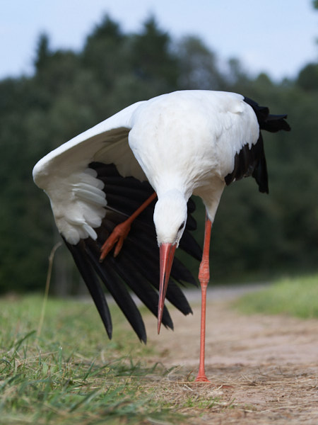 White Stork