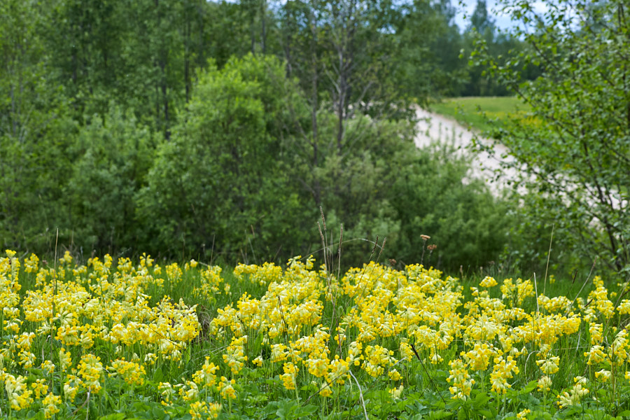 Aas nurmenukkudega. Astuvere, Otepää kõrgustik