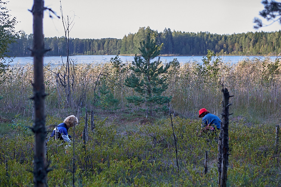 Tsiistre rahvas jõhvikal. Kisejärv