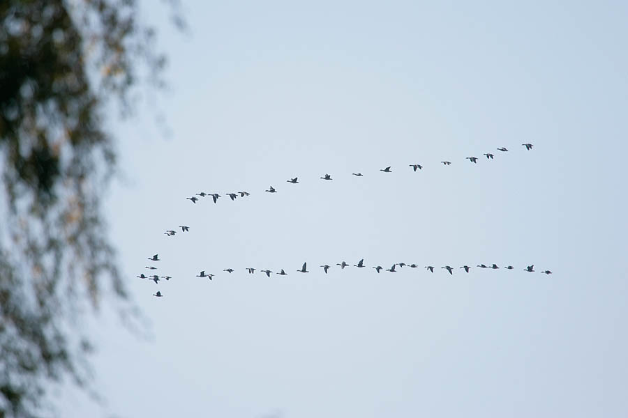Haned rändavad. Palupõhja, Alam-Pedja