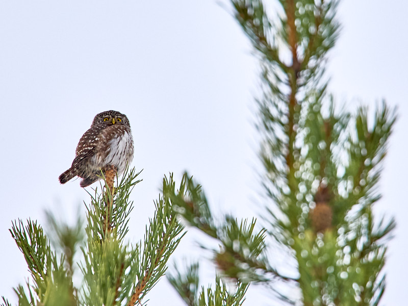 Värbkakk