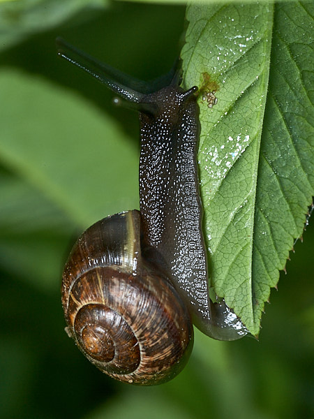 Tavaline kiritigu
