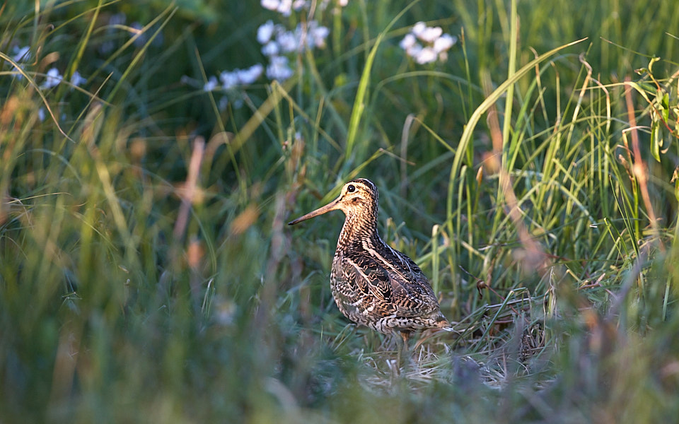 Rohunepp mänguplatsil