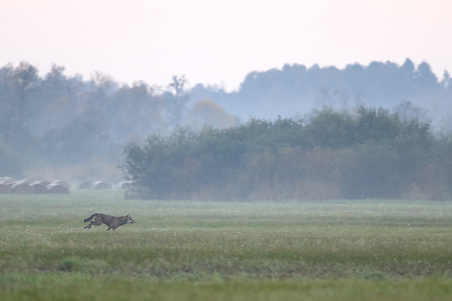 Hunt alustab rünnakut. Kloostri luht, Matsalu