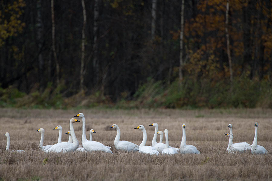 Laululuiged ja väikeluiged. Matsalu