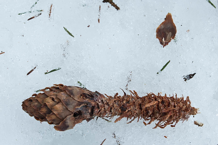 Orava poolt töödeldud kuusekäbi