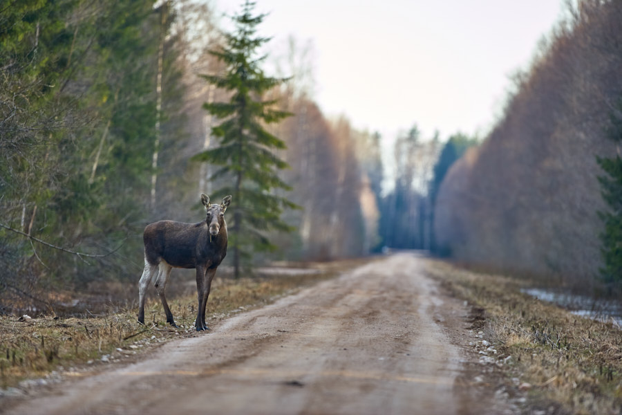 Põder metsateel