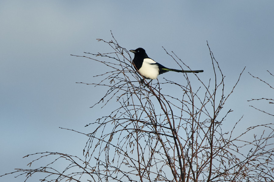 Harakas