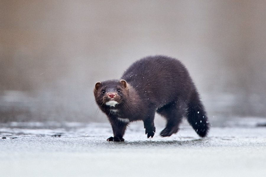 Mink