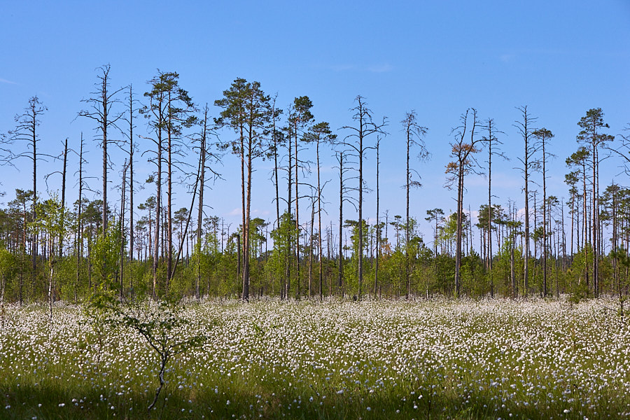 Jõhvi saarikud. Alam-Pedja