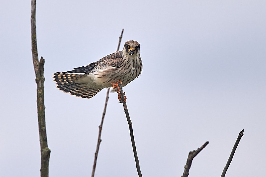 Punajalg-pistrik