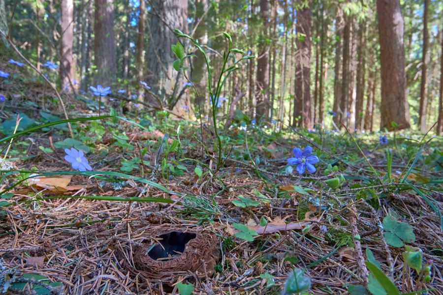 Limatünnik ja sinililled