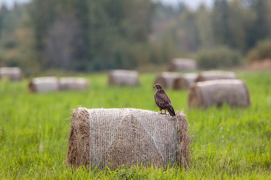 Räpina polder