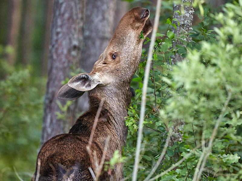 Põder