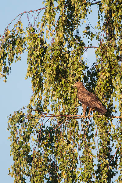 Väike-konnakotkas