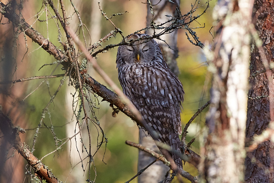 Händkakk