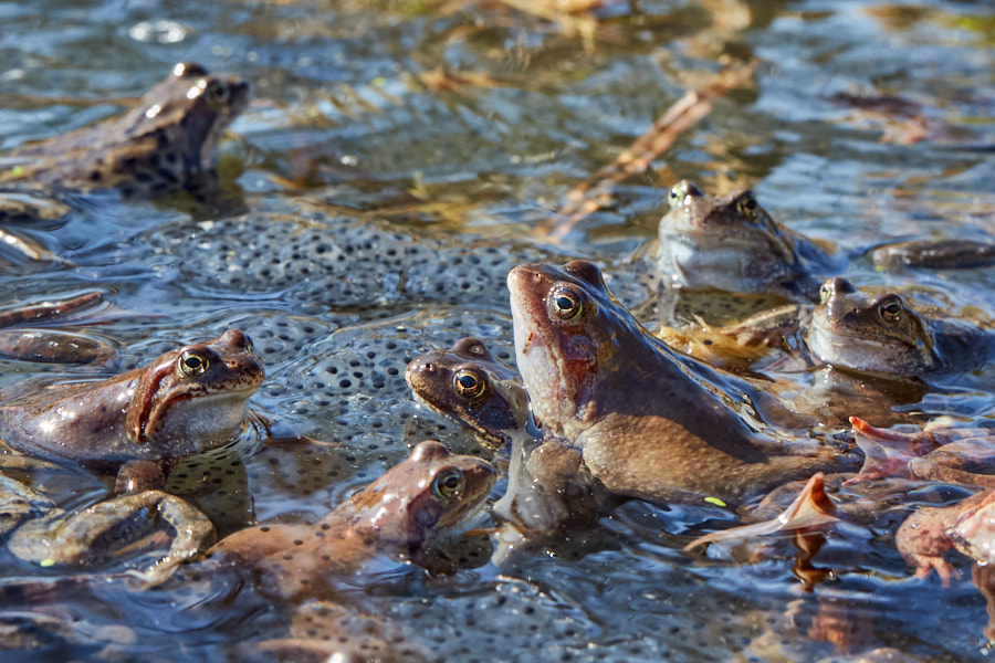 Common Frogs