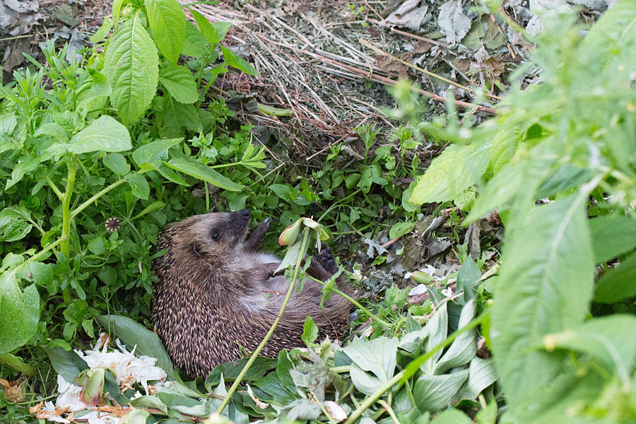 Siil kompostihunnikus