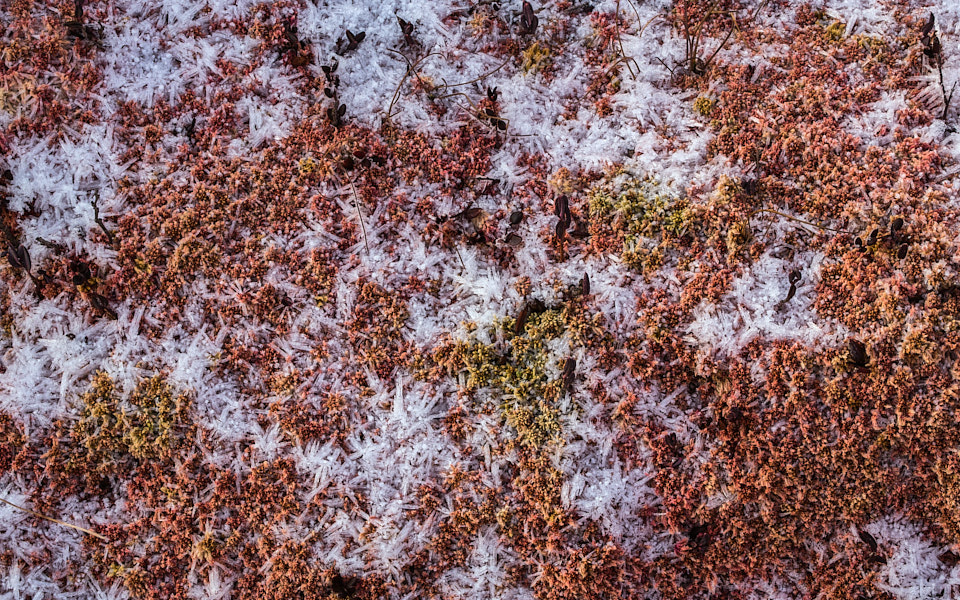 Härmatis turbasamblal