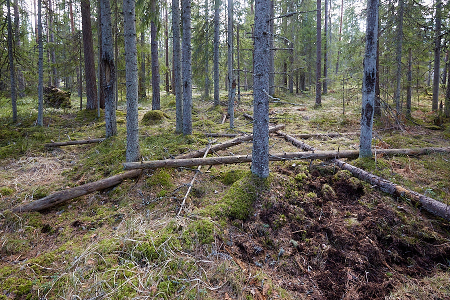 Metssigade tuhnimisjäljed
