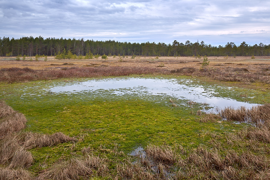 Älves. Ohepalu Järvesoo