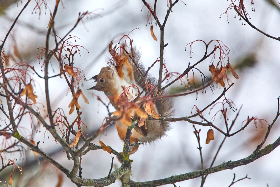 Squirrel on maple