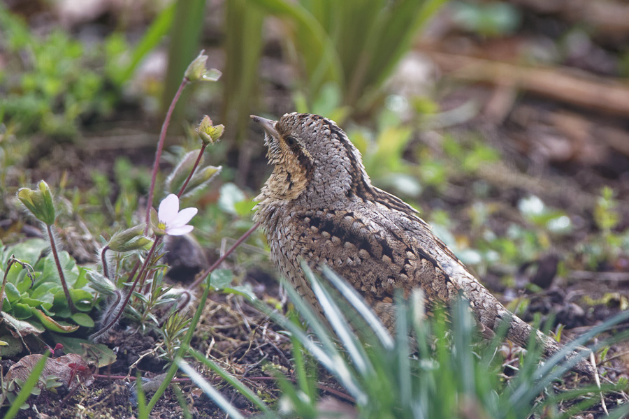 Wryneck