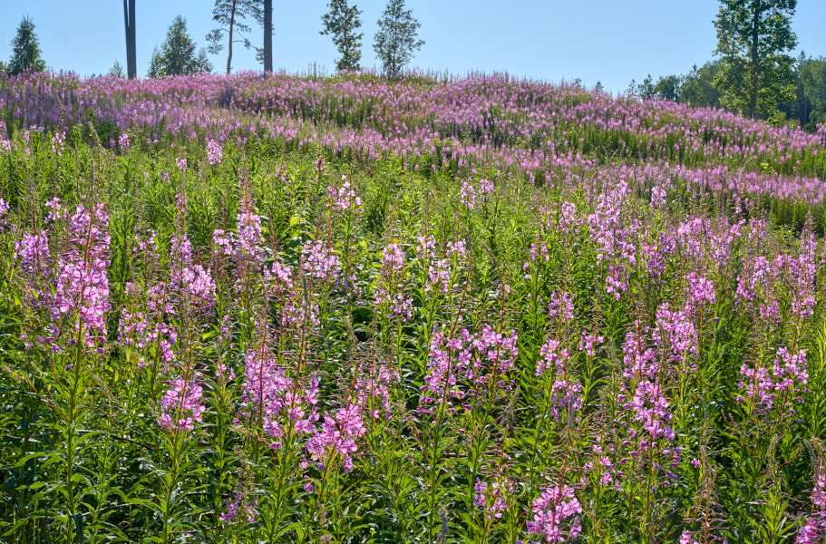 Pioneerkooslus raiesmikul