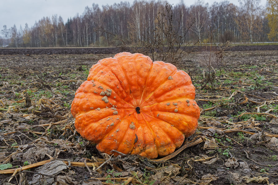 Kõrvitsapõld. Suure-Rakke