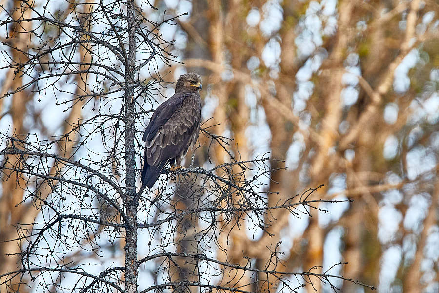 Väike-konnakotkas