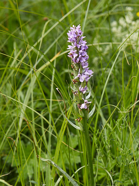 Balti sõrmkäpp