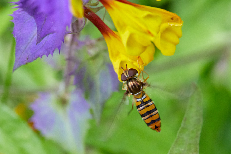 Sirelane Episyrphus balteatus