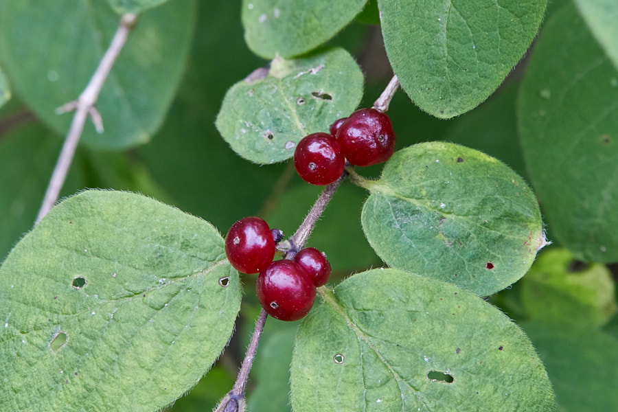 Kuslapuu