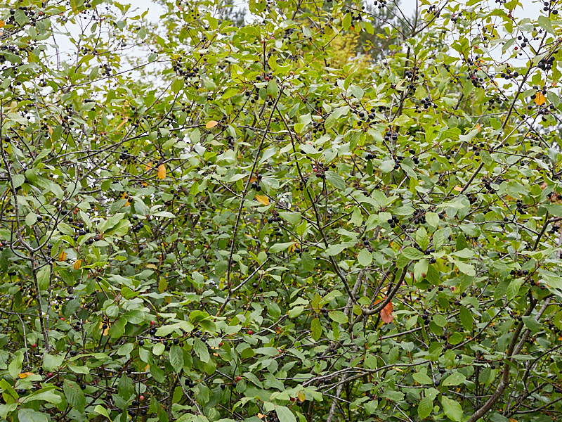 Alder Buckthorn