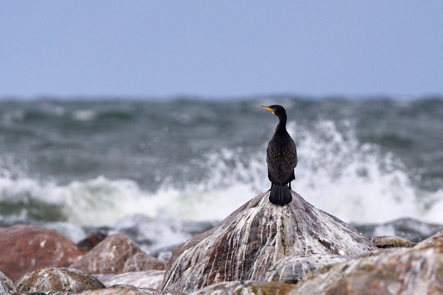 Kormoran