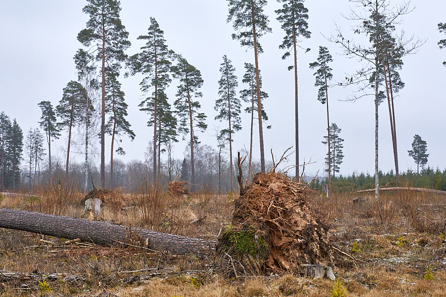Lageraie Tulimäe hiies