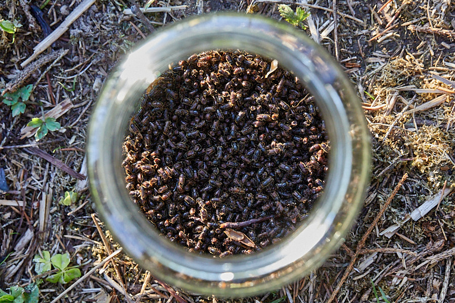 Kogumispurk feromooniga püütud üraskitega