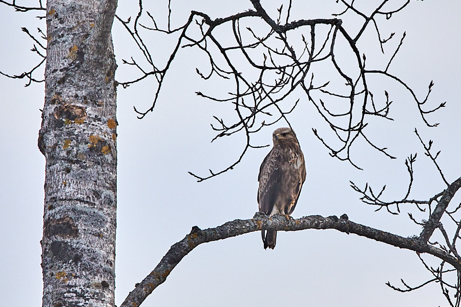 Väike-konnakotkas
