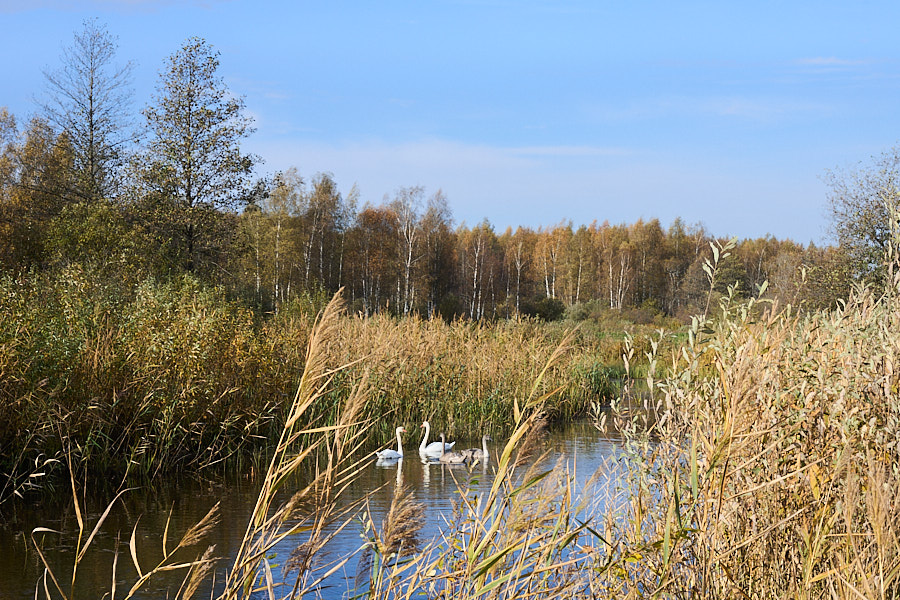 Laeva jõgi. Alam-Pedja