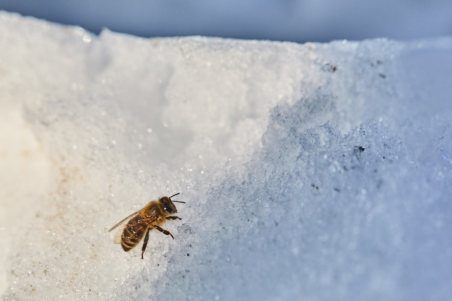 Honeybee on snow