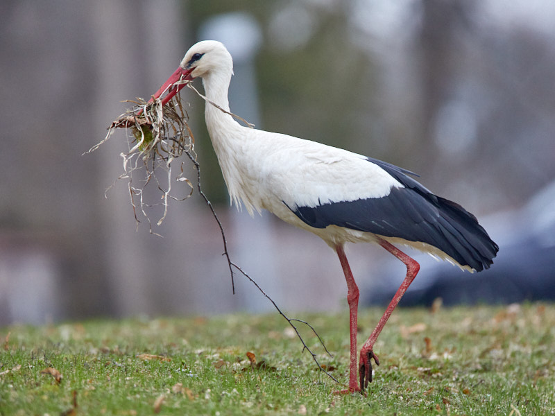 White Stork with nest material