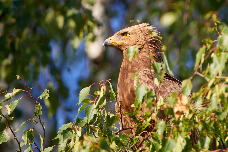 Lesser Spotted Eagle