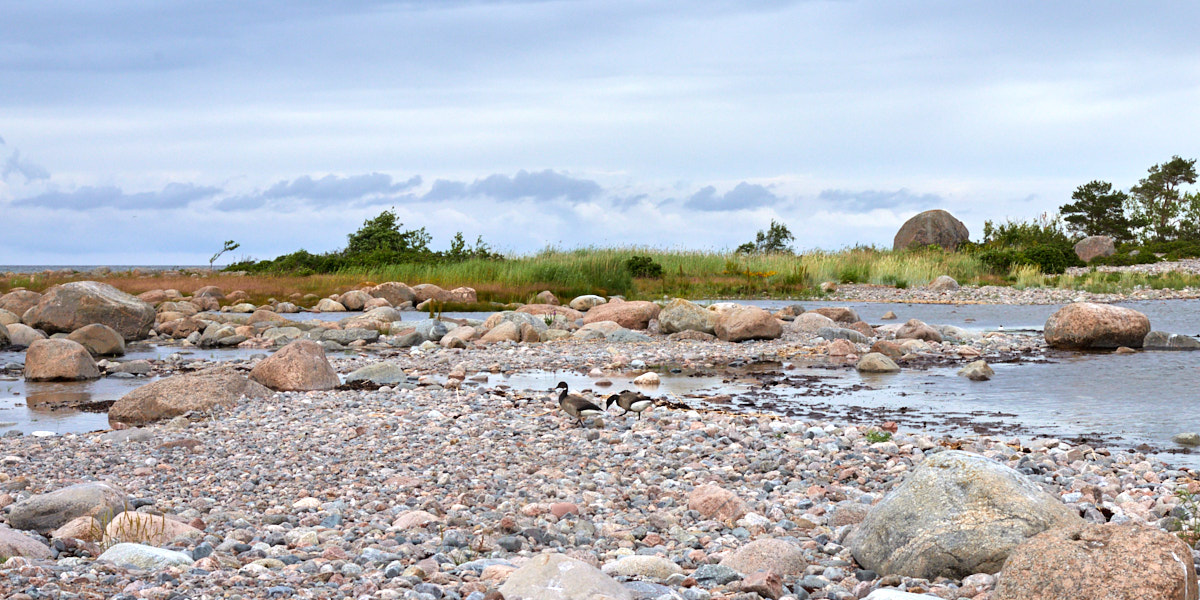 Purekkari headland. Lahemaa