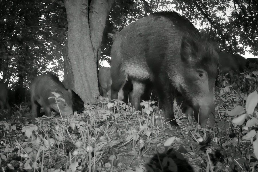 Metssead söövad õunu
