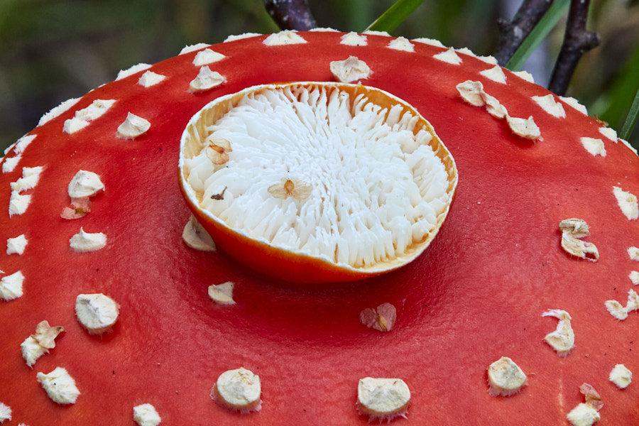 Double fruiting body of the Fly Agaric